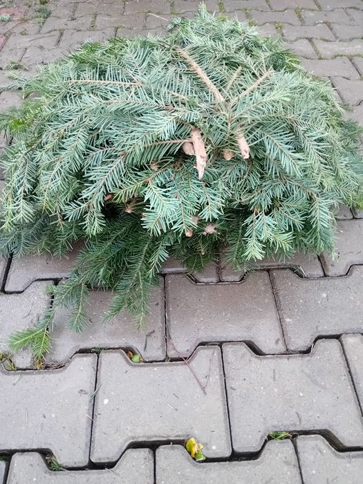 Balot din brad natural