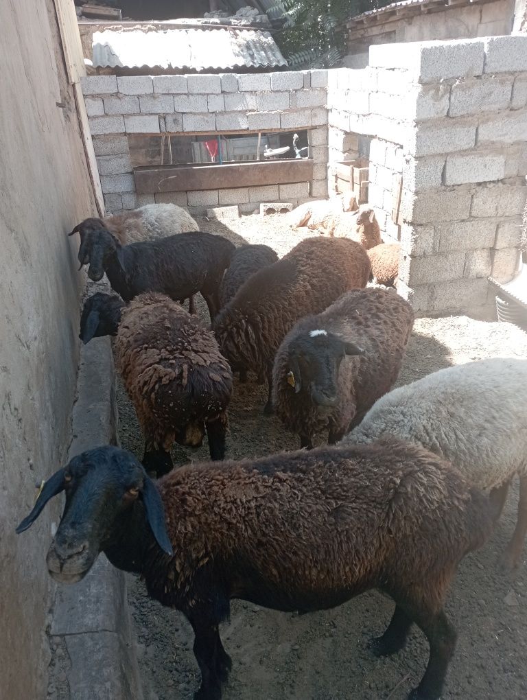 Бараны продаются