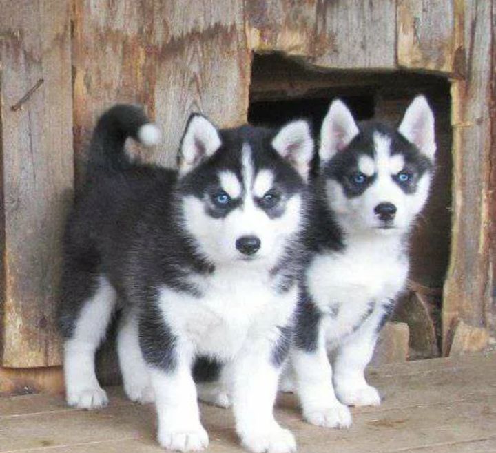 Хаски лайка.    .