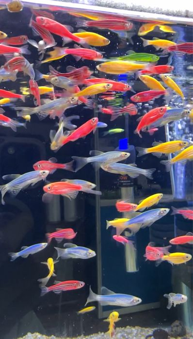 Рыбки Данио гло ассорти