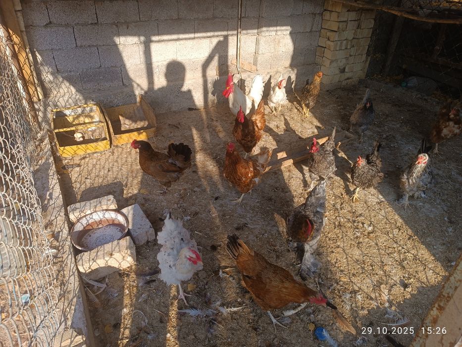 Куры несутся хорошо 14 шт.