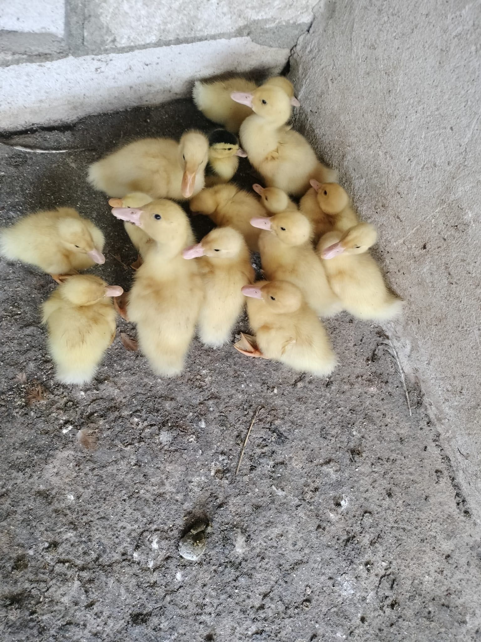 Vând pui de curca și rata