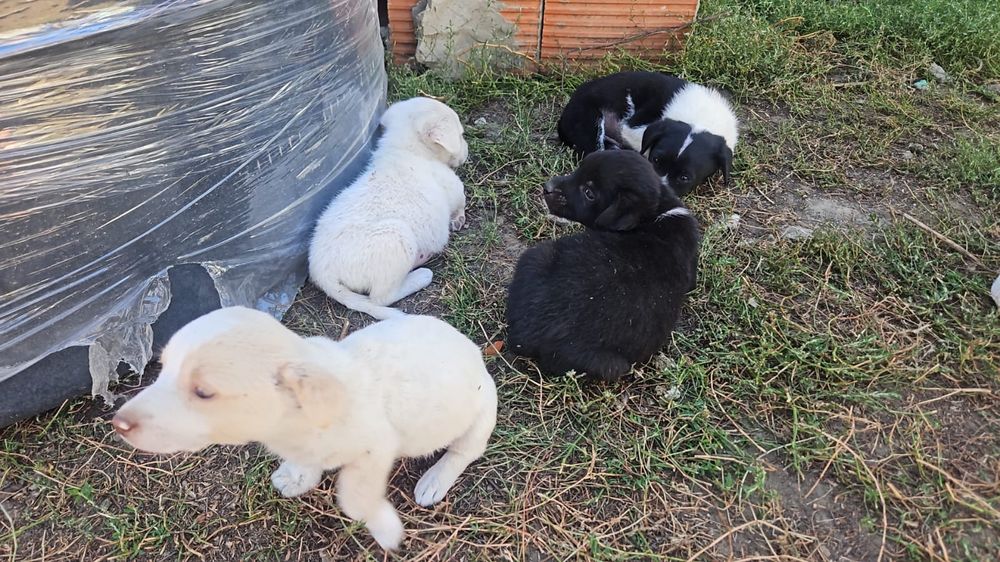 Ofer căței spre adopție 2 fetițe 2 baieti talie mica deparazitati