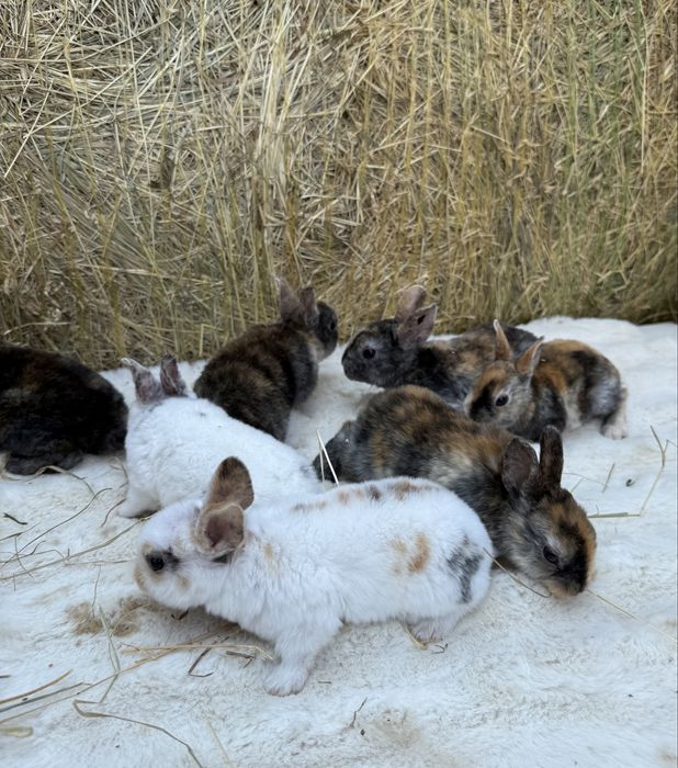 Vand iepuri rex pitic