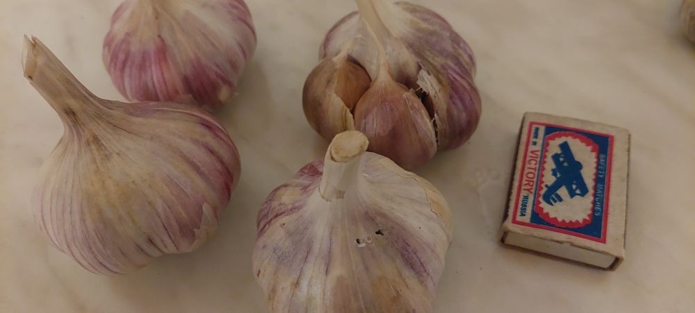 Продам домашний чеснок