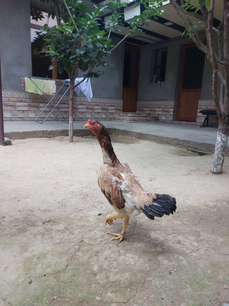 Tulle tovula sotiladi soglom yiri tovula zoti ozimizani mesni zotladan