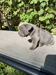 Bulldog francez blue