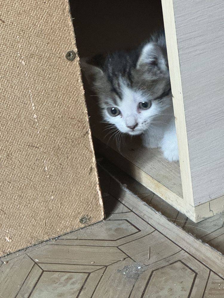 Отдам котят бесплатно