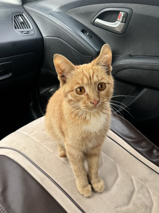 Кошка девочка очень умная 4 месяца