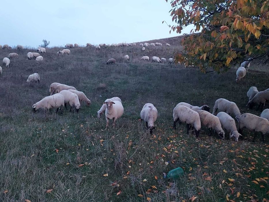 Vand 75 de oi (de tinut)