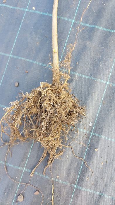 Puieti de alun   și marcote certificate