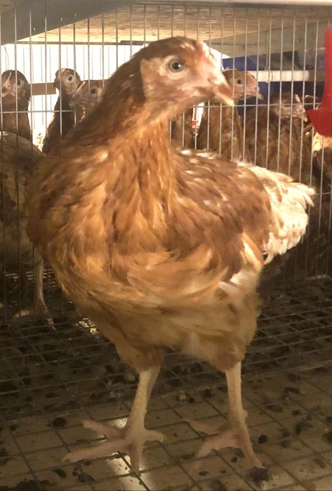 De ce să cumperi puicuțele direct din fermă avicolă Balagri?