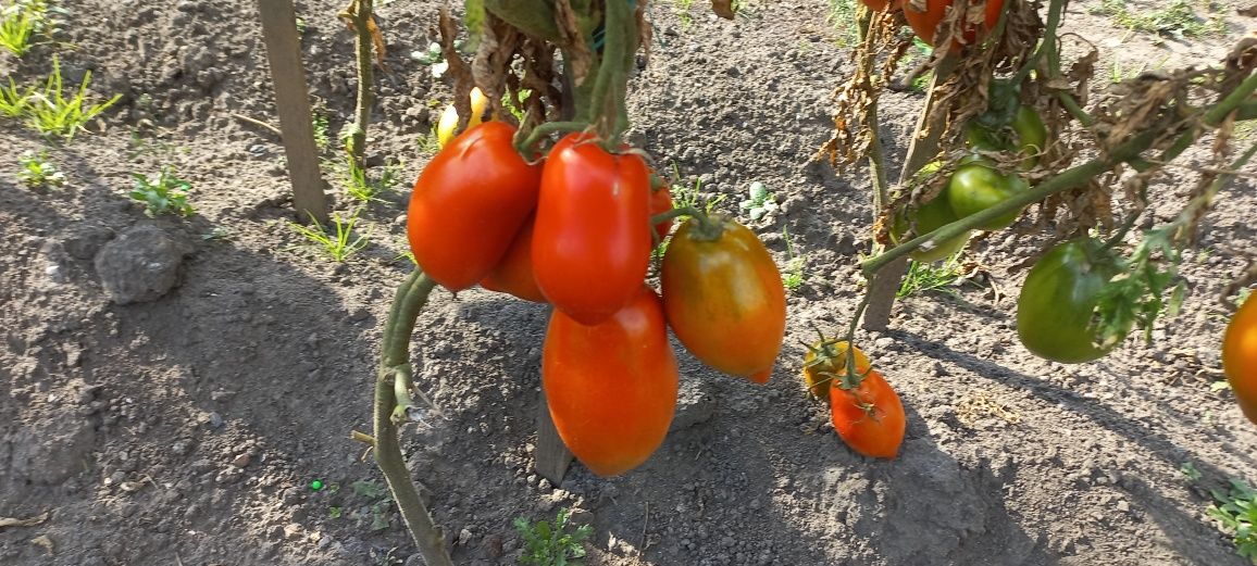 Продам помидоры.