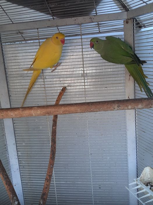 Vand pereche Micul Alexandru