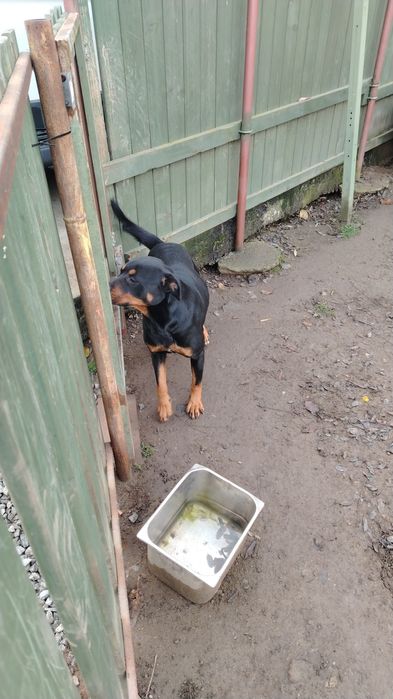 Donez cățea foarte cuminte