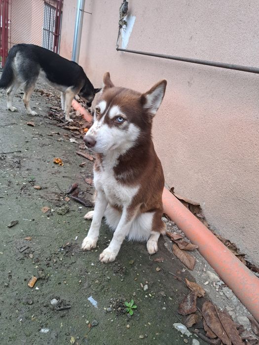 Donez  două cățelușe !