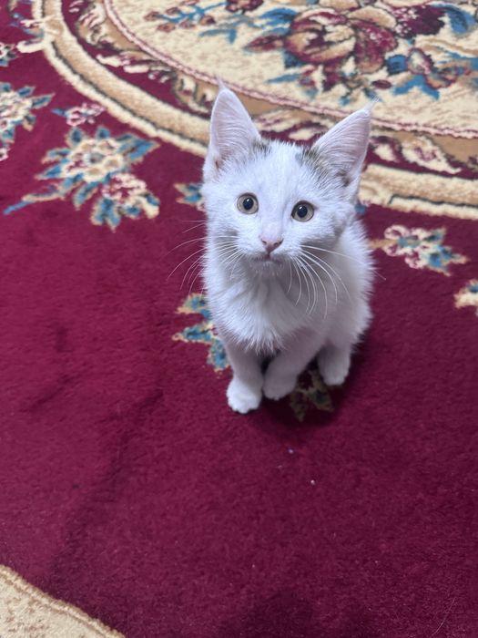 Mushuk bolasi 2 oylik boqadigan oilaga beramiz