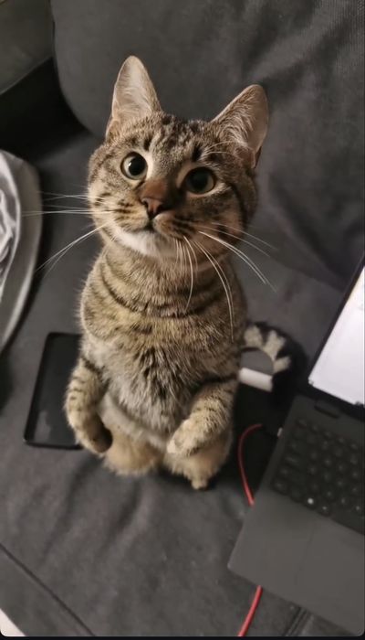 Pisici spre adoptie (2 motanei)