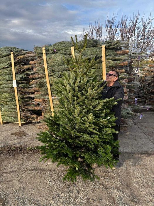 Vand Brazi Craciun Nordman Calitate Premium si I