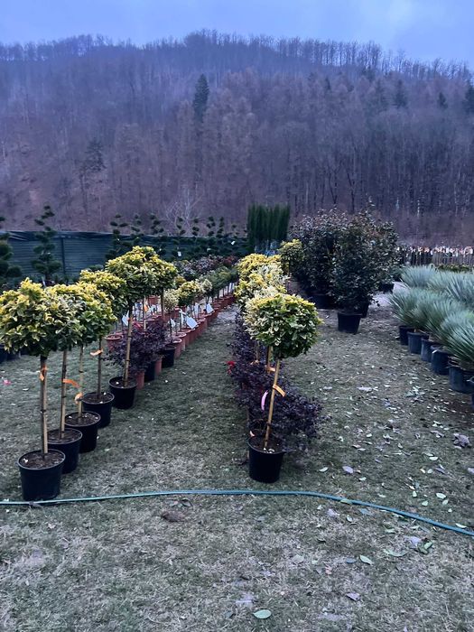 Plante ornamentale impresionante ce încântă privirea