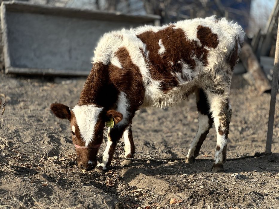 Продается телка Симментал