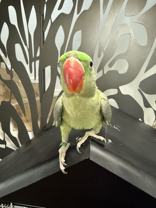 Papagali vorbitori pui blanzi Marele Alexandru Alexander