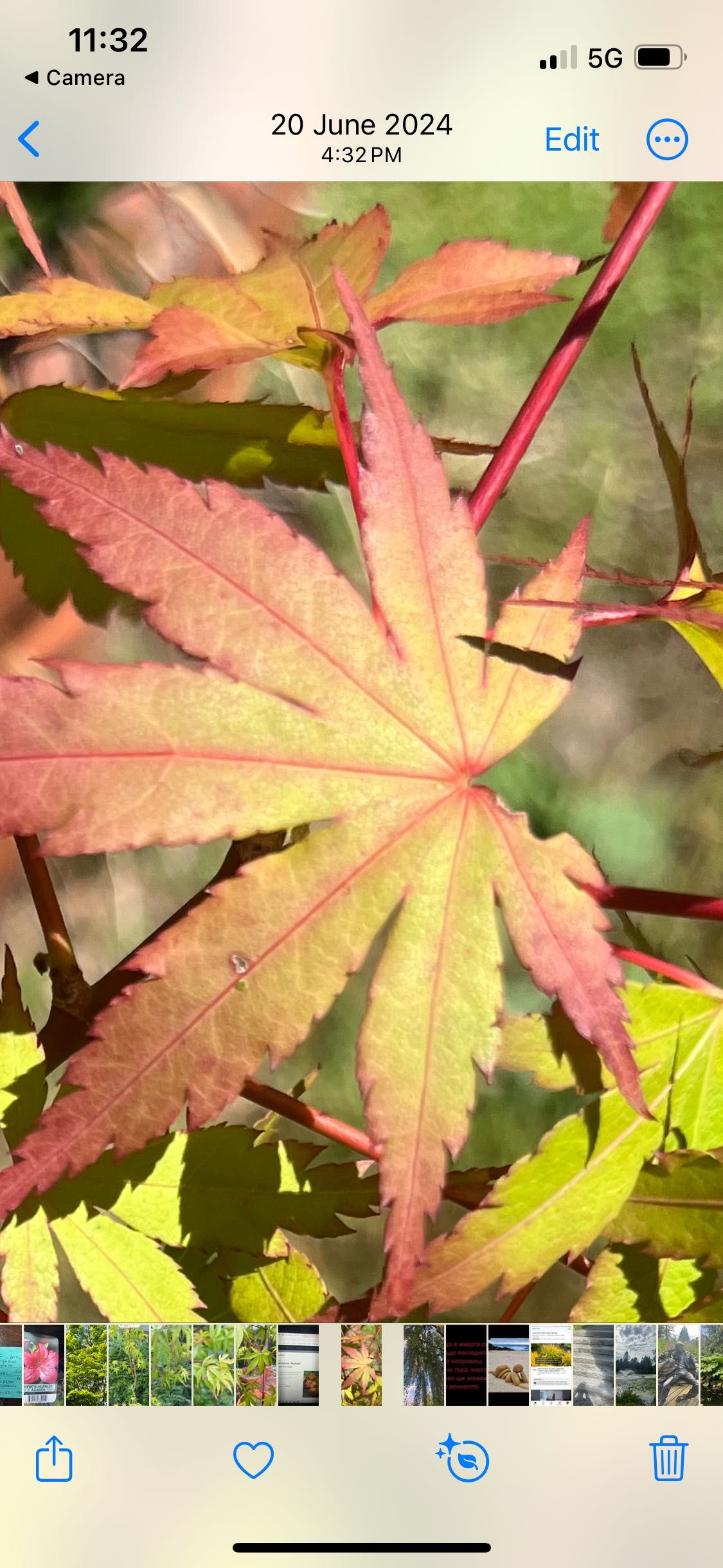Японски клен Acer palmatum