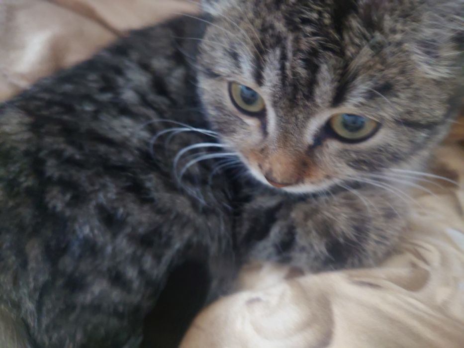 Отдам котенка в добрые руки