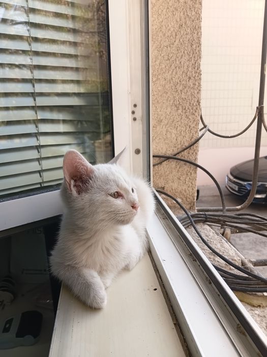 Отдаются котята в добрые руки.