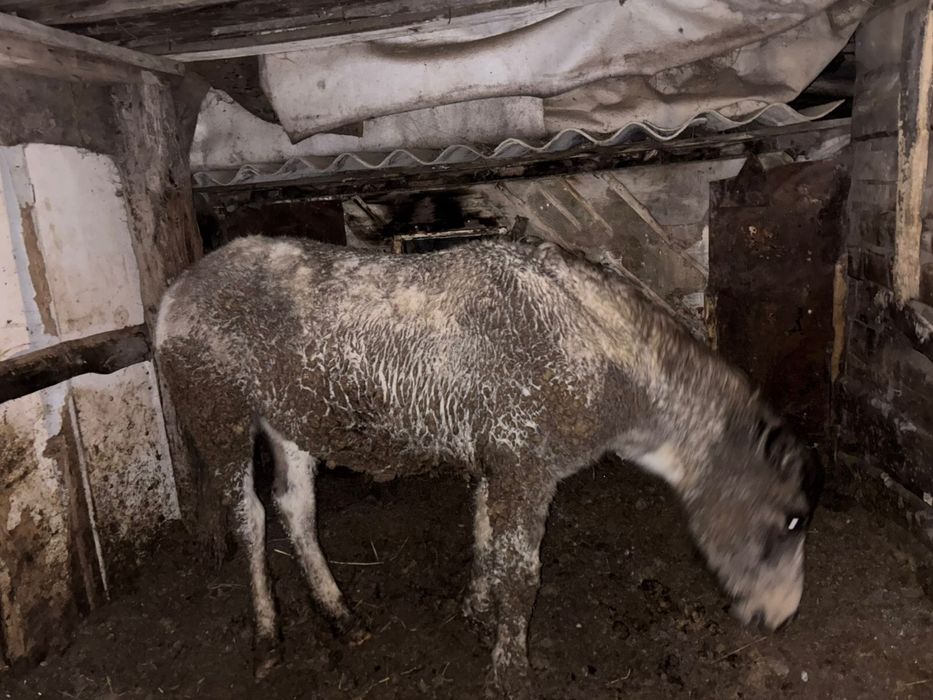 Продам тай на откорме