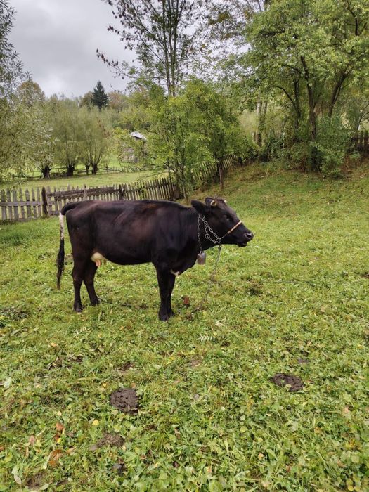 Vând vacă cu lapte