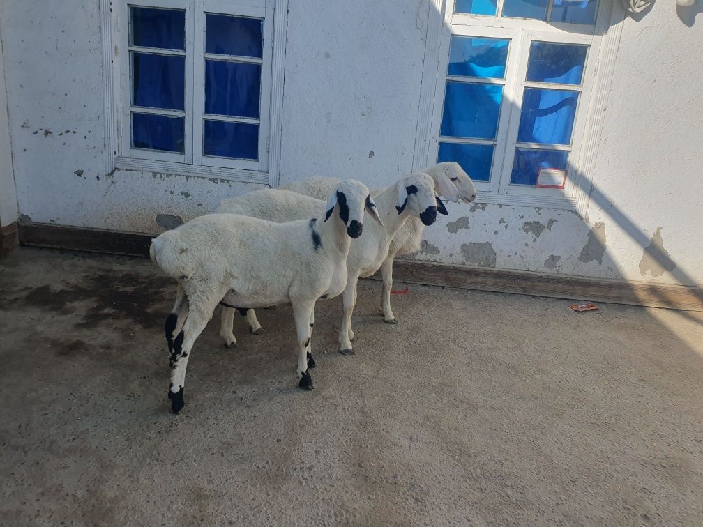 3ta qoraquloq sifat qo'chqorla sotiladi Shofirkonda