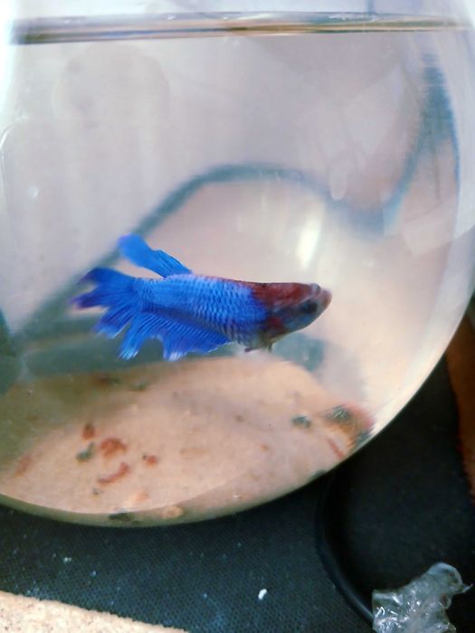 Petushok va danio baliqlari sotiladi