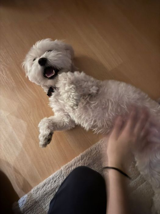 Găzduire căței mici în familie. Iubire și grijă non-stop!