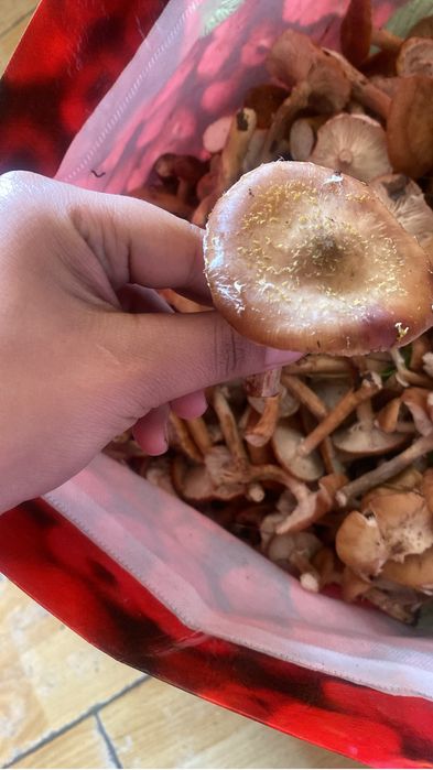 Ghebe proaspete pentru zacusca pentru detali sunati la nr