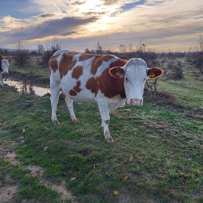 Vacă bălțată de vanzare