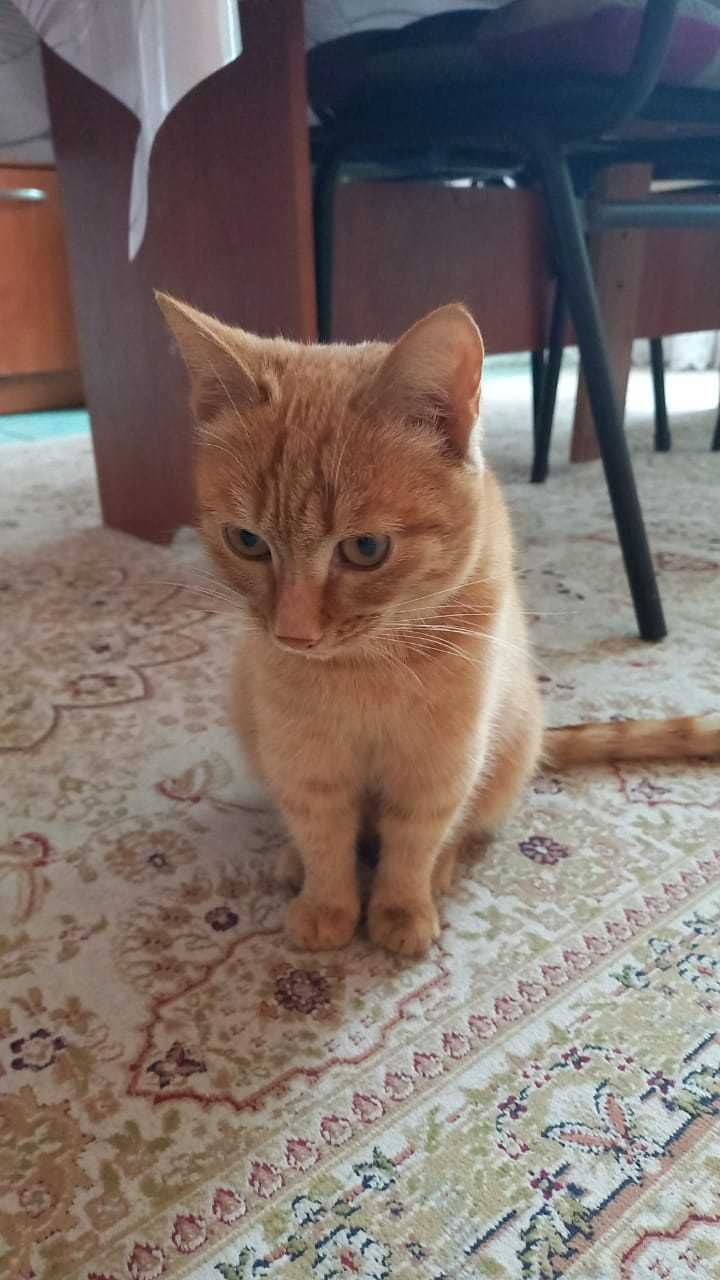 Кошечку в добрые руки