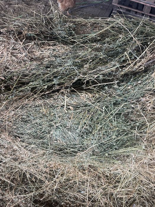 Baloti de lucerna si fân