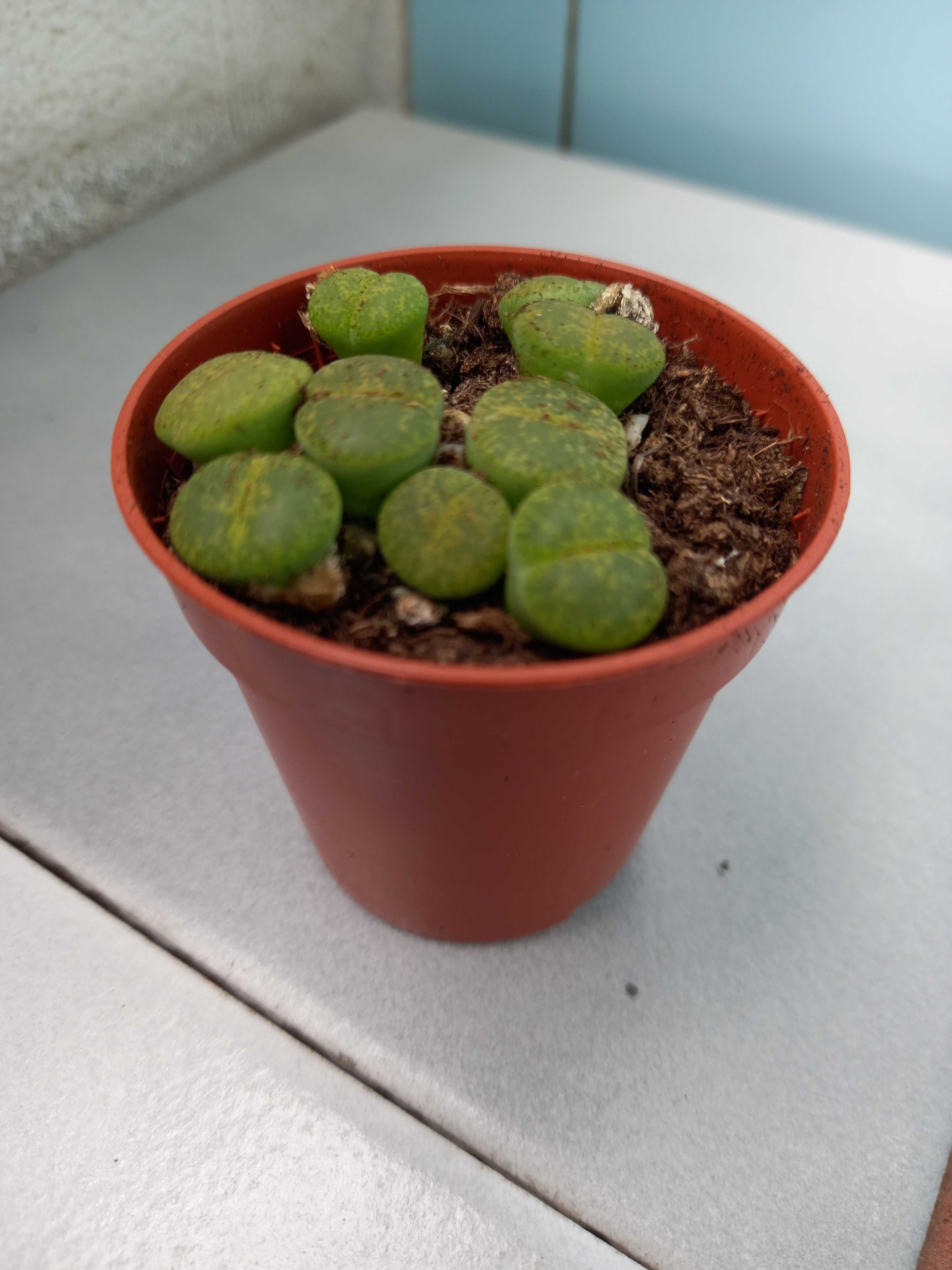 Lithops-Живи камъчета, Адениум - растения и семена