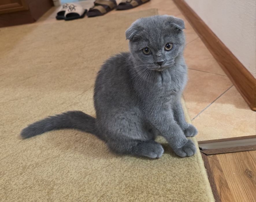 Продается девочка Скотиш фолд
