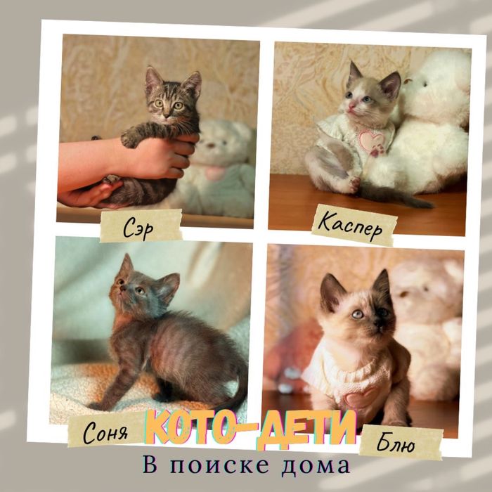 Раздаю котят в ответственные руки