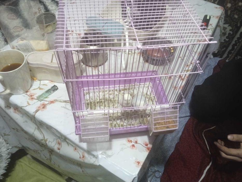Продам попугаев с клеткой