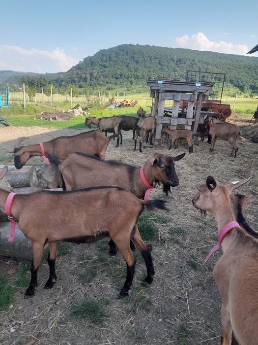 Tap  alpin francez si capre alpine