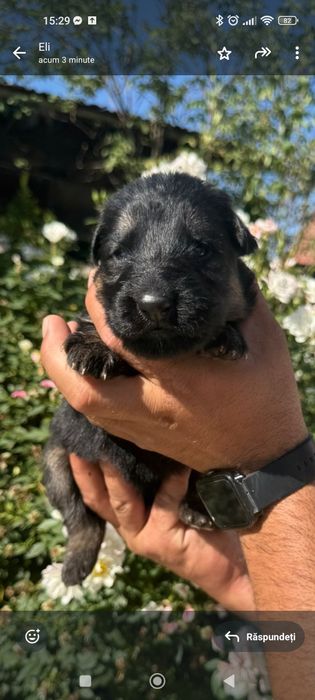 Ciobanesc german păr lung