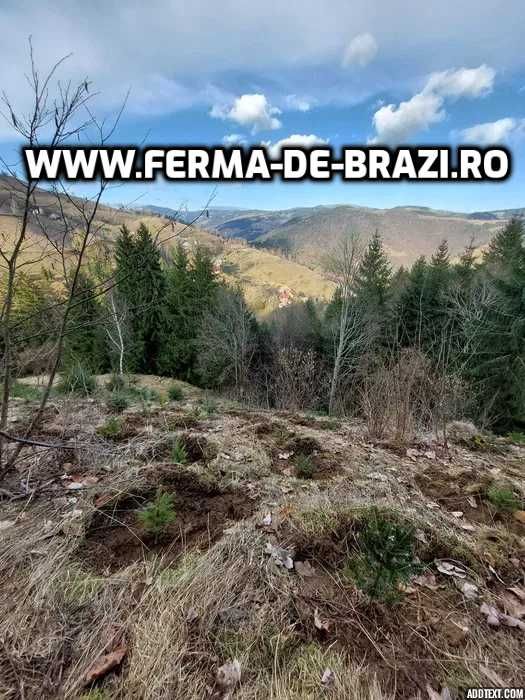 Pachet 1000 buc. puieti Infiintare Plantatie Pomi Craciun-10 specii