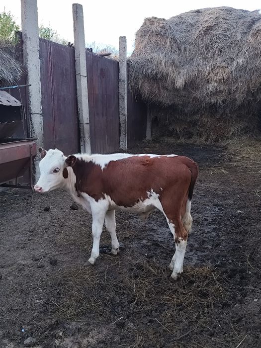 Теленок бычек,племенной