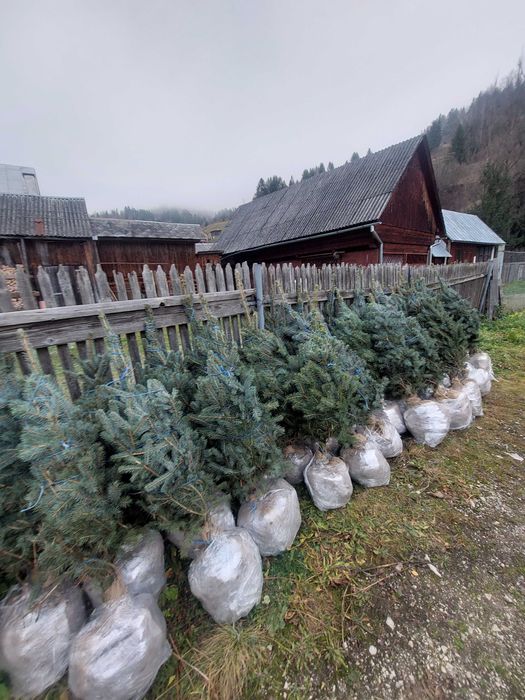 Molid argintiu Picea pungens glauca  Super Blue-calibru 100-125 cm