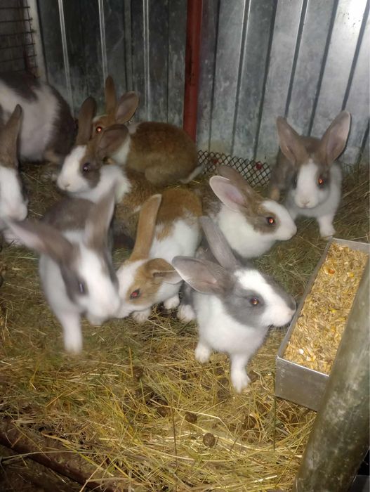 Iepuri din rasa Hycole francez