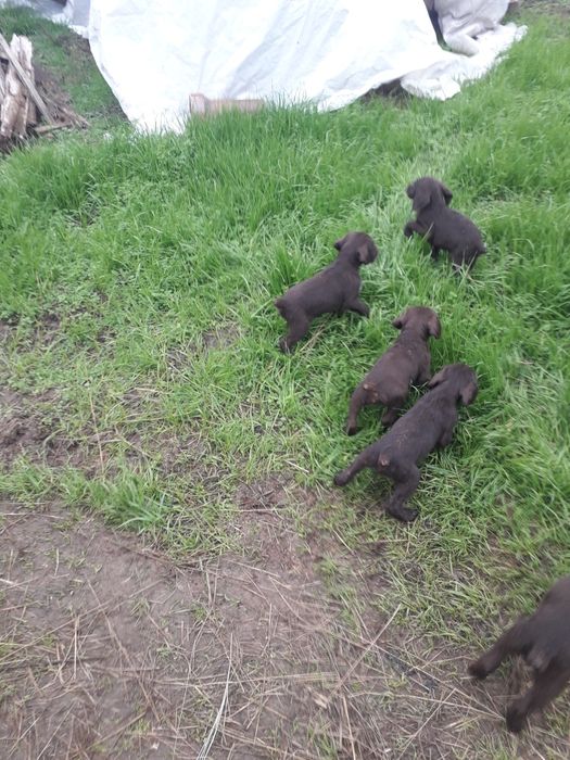 Малки Дратхаари       .