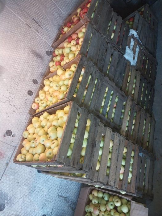 Продаю яблоко по 120 тг килограмм